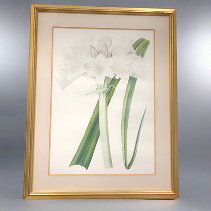 William Jackson Hooker Etching Framed Print